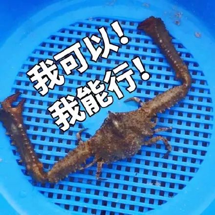 恐怖螃蟹,恐怖螃蟹视频