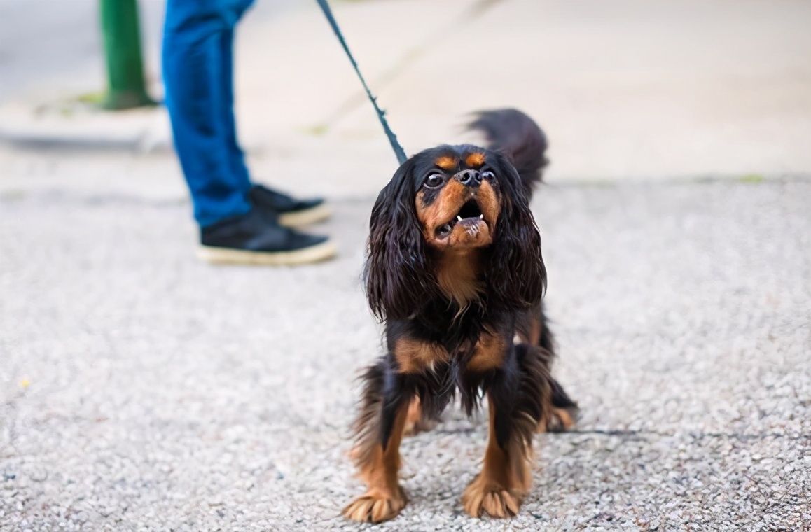 学狗叫能让狗狗知道你的意思,学狗狗叫是什么意思
