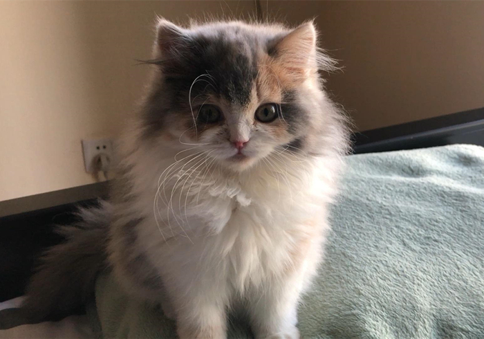 田园猫还有纯血统吗,田园猫真的很高冷吗