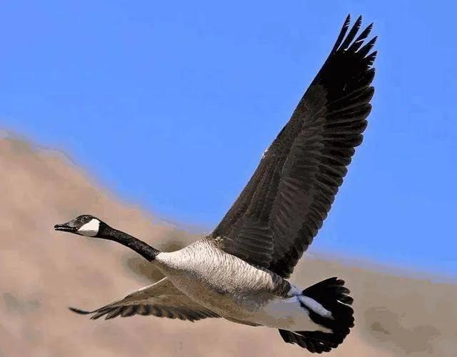 大雁聪明到什么程度,大雁聪明的图片