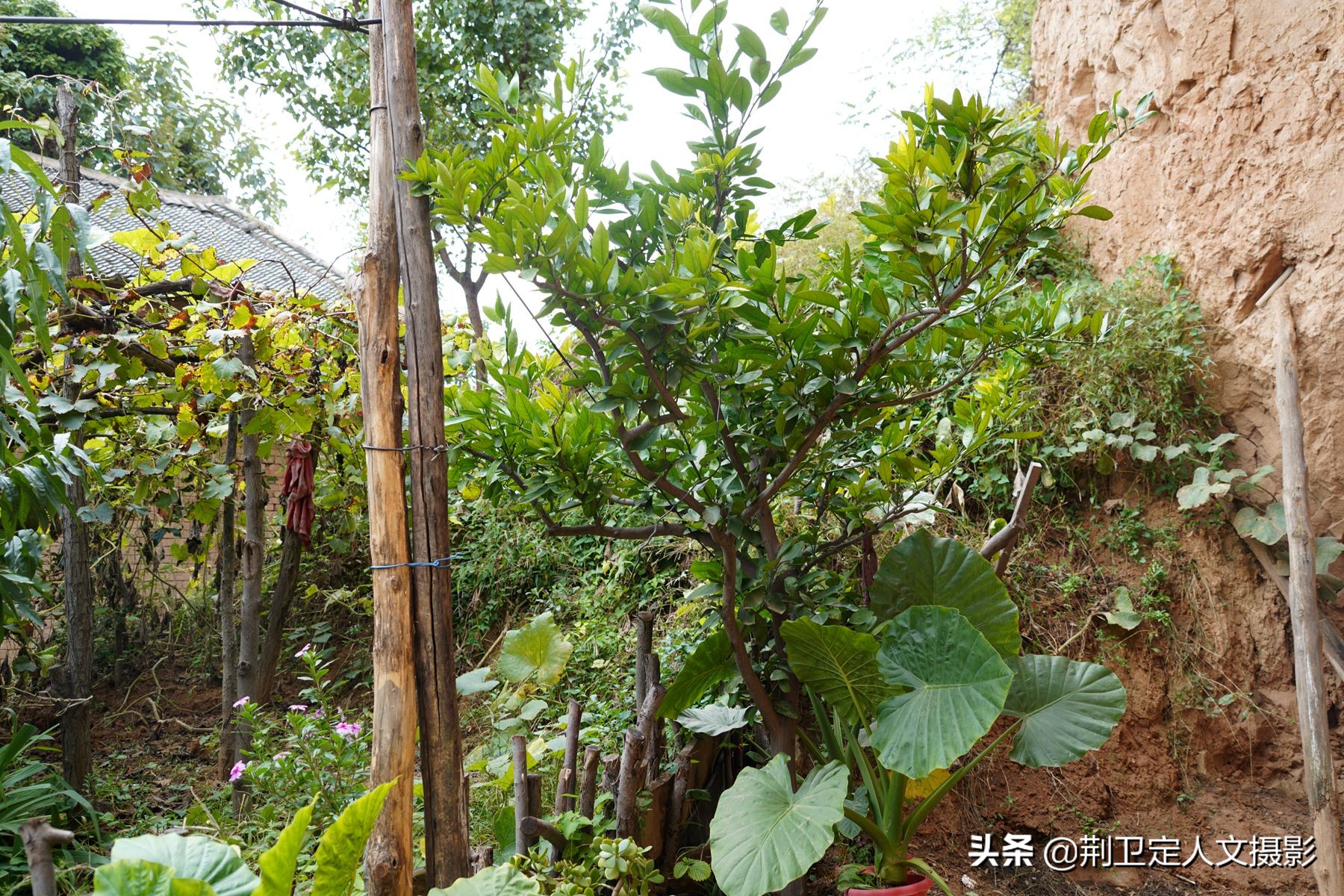 橘子树四五年了没结果,好几年的橘子树怎么不结果