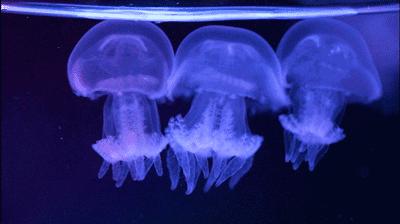 端午节遇上檀溪谷，奇幻海洋世界美爆你的视觉、味觉！