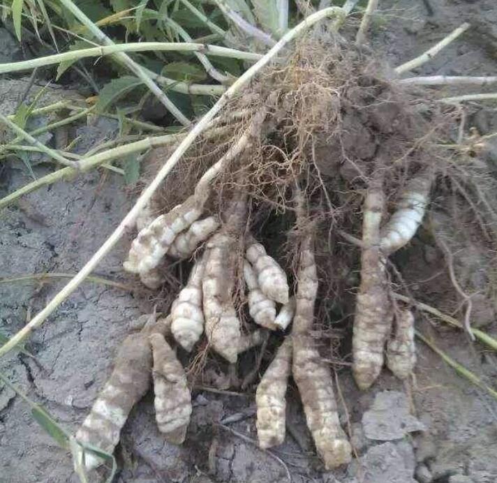 农地里有1种“地环”，比车前草顽强，1斤卖20元，珍贵、值钱