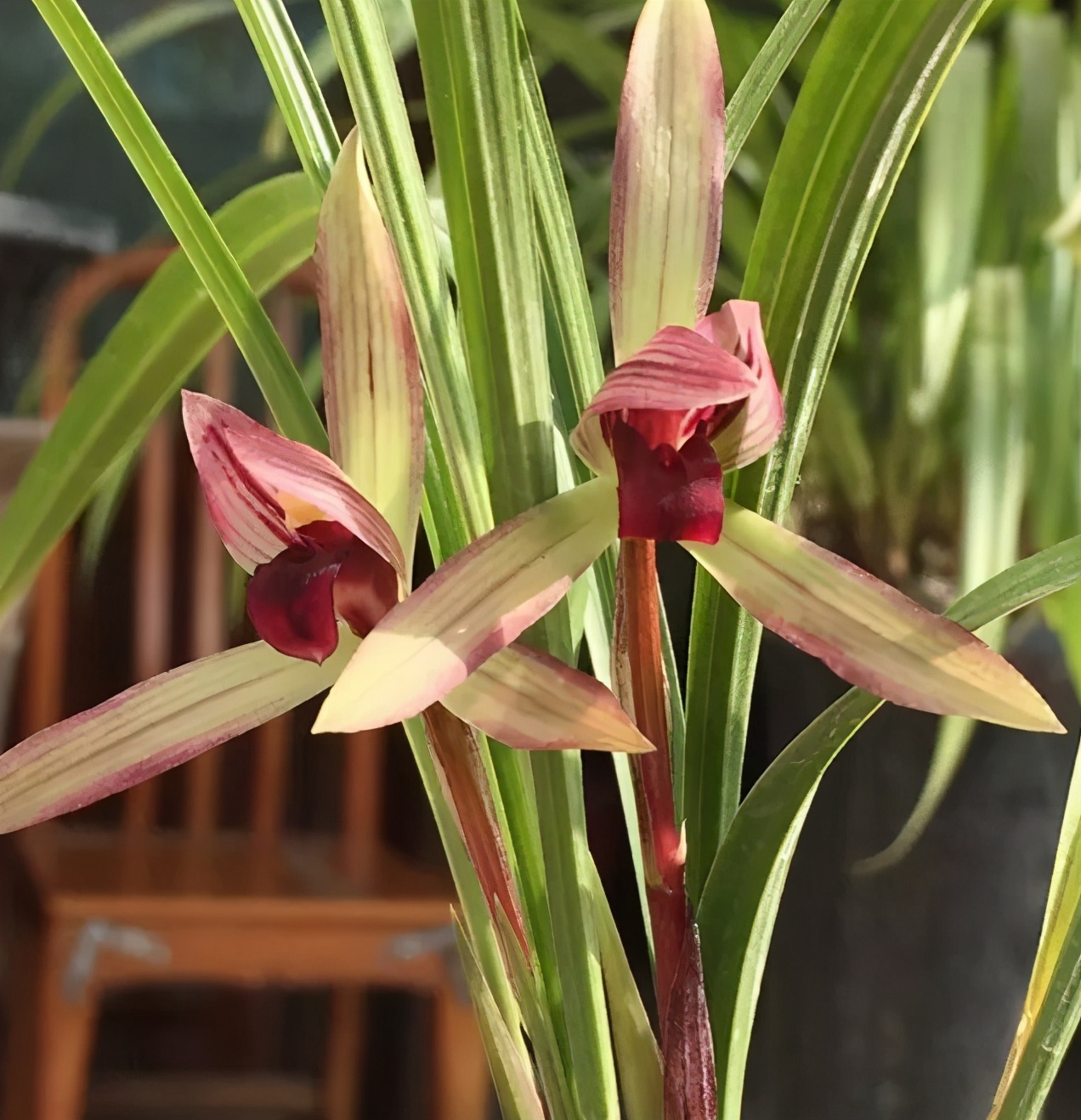 墨兰黑珍珠兰花多少钱一苗,此兰花被誉为国兰第一红