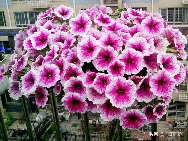 閲庣敓鍠囧彮鑺卞彲浠ュ湪鑺辩泦閲屾牻绉嶅悧,閲庡鍠囧彮鑺卞甫鍥炲鐩嗘牻