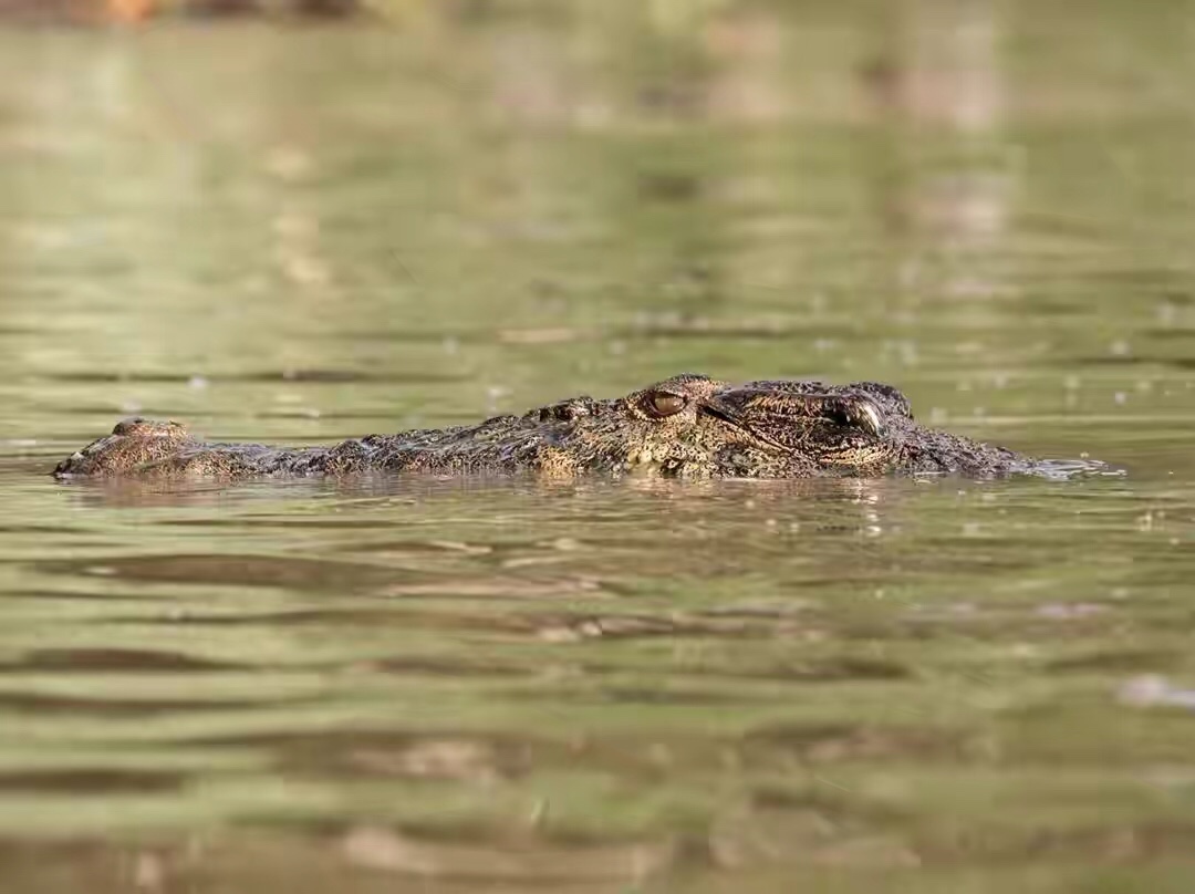 世界第一湾鳄,野性婆罗洲介绍