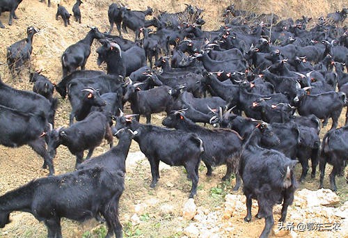 农村养羊赚钱吗有补贴吗,农村养羊真的靠谱嘛