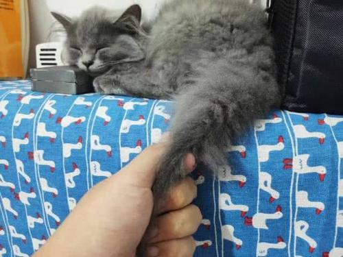 猫咪尿闭和拉稀怎么区分,拽猫尾巴拉稀