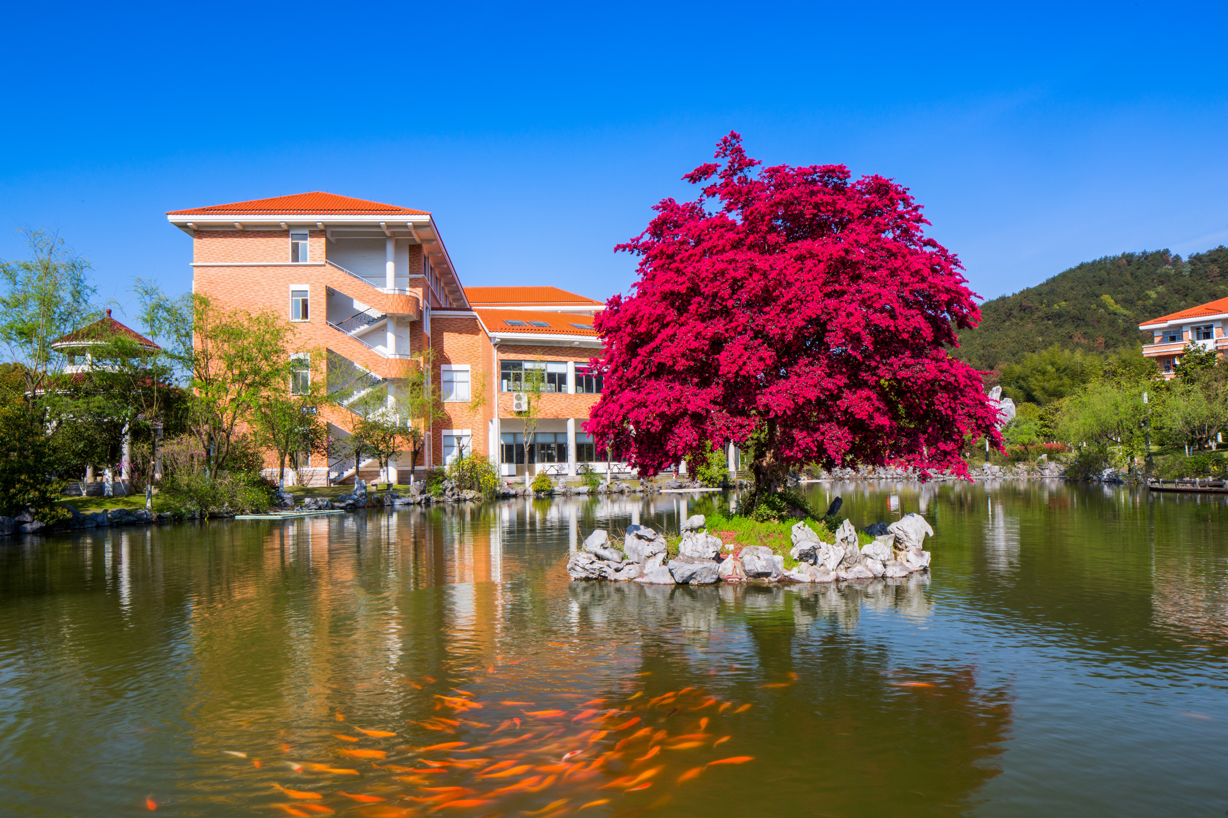 满园春色关不住,义乌中学内的一株红花檵木赢得老师纷纷赋诗赞美