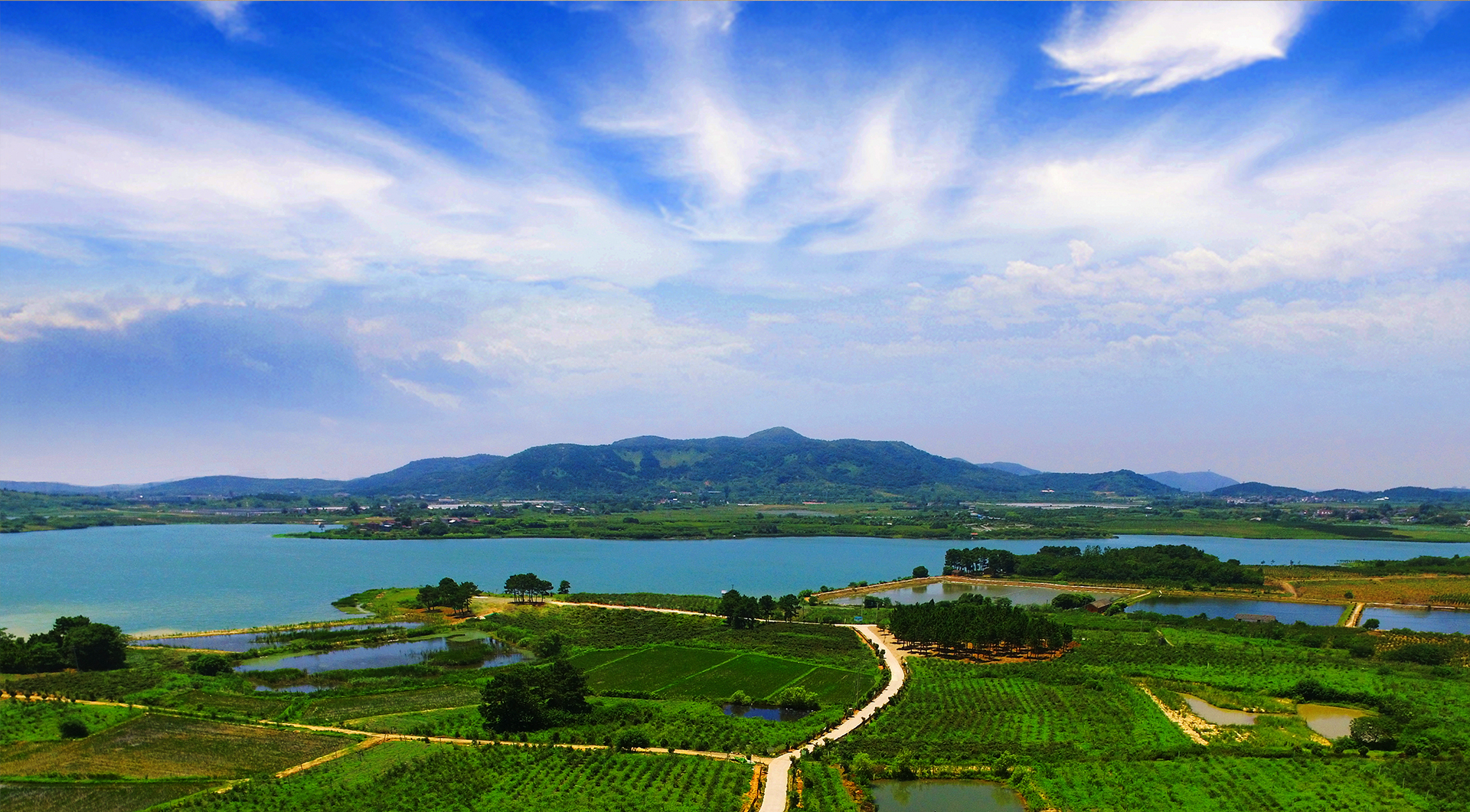 黑莓水果采摘园抖音视频,黑莓花开