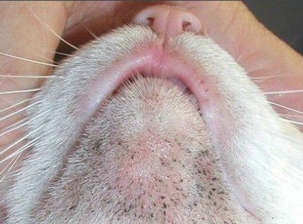 如何拯救下巴,轻松拯救下颚