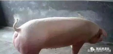 猪断尾和不断尾有啥区别,给猪断尾巴的好处