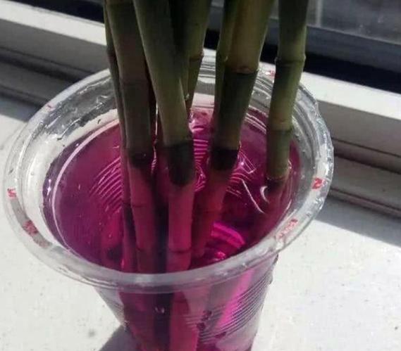 所有过期药片都能养花吗,药片过期还有效吗