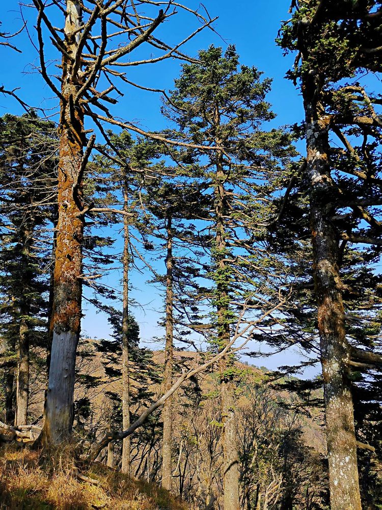 20201101惊悚之行~首阳山大坪梁单日横穿+原返