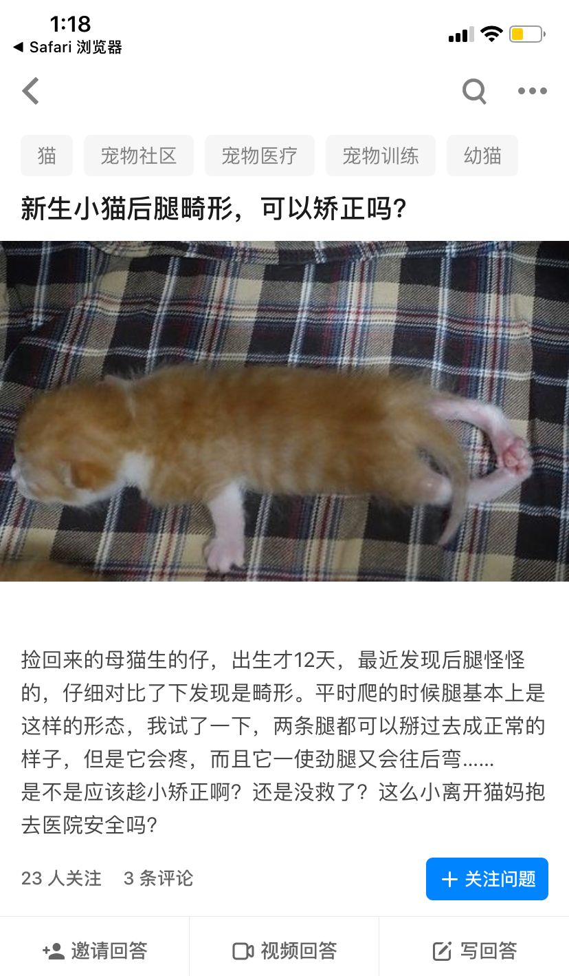 猫咪畸形断腿怎么安乐死,畸形的新生猫咪如何安乐死
