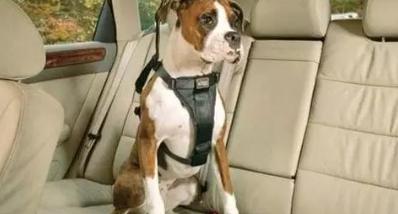 带狗狗旅行需要准备什么,带狗狗去旅行要注意什么