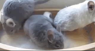 龙猫是不是老鼠的一类,龙猫到底是不是老鼠