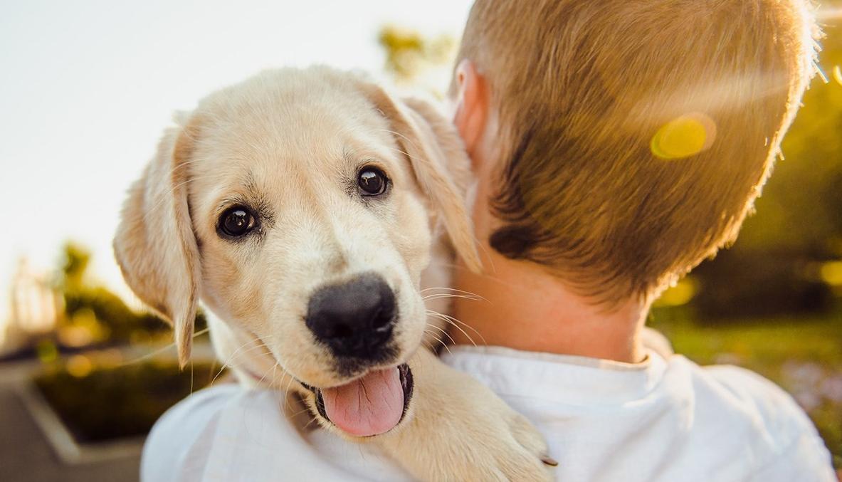 狗狗皮肤病识别图解,狗狗皮肤病一定要知道的