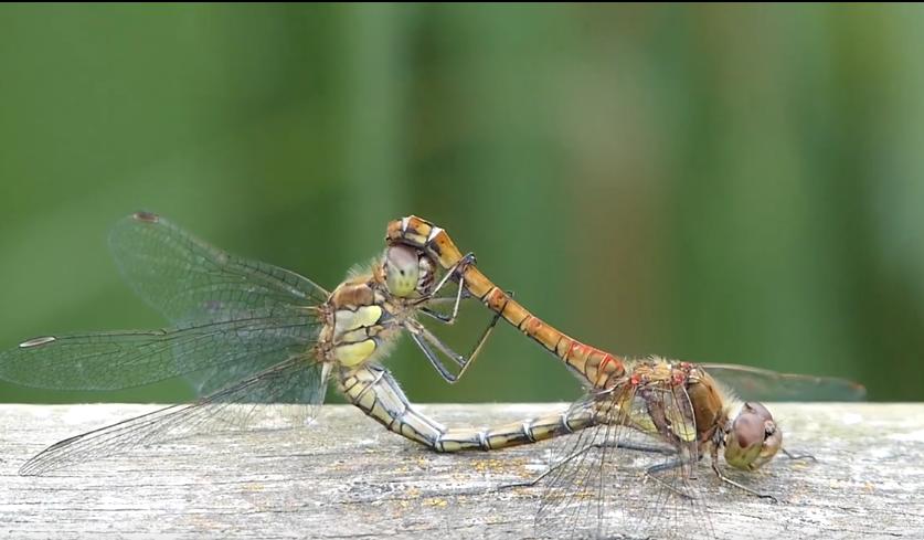 人造子宫实现让人类复活,人类能接受人造子宫吗