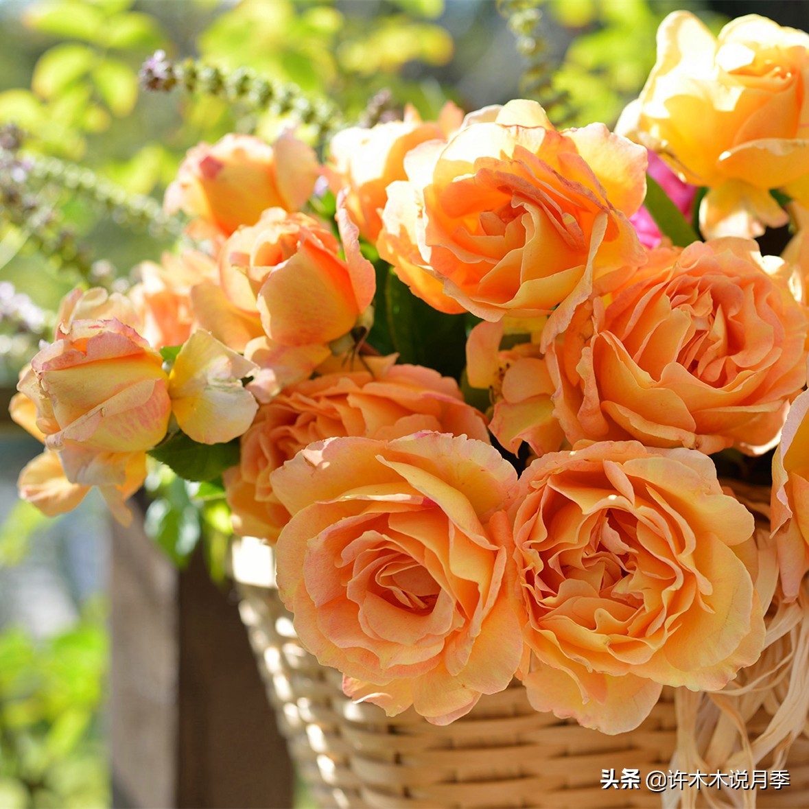 月季盆长蘑菇用什么药,月季发现烂根要怎么处理