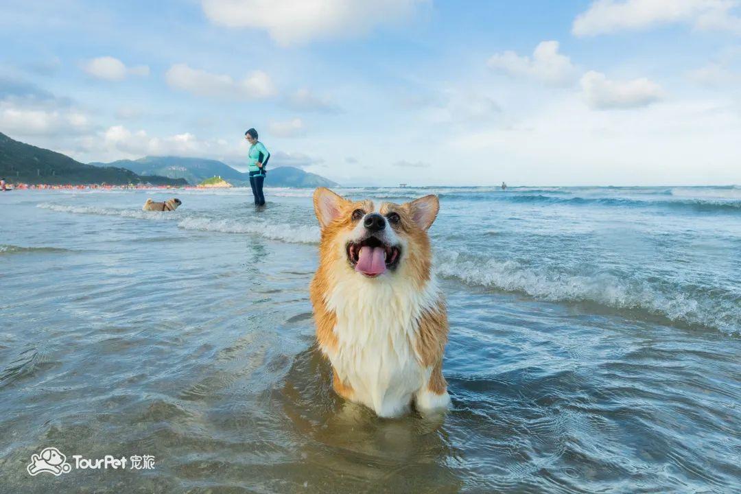 带着宠物去旅行的日常生活,想带着宠物一起旅游哪种好