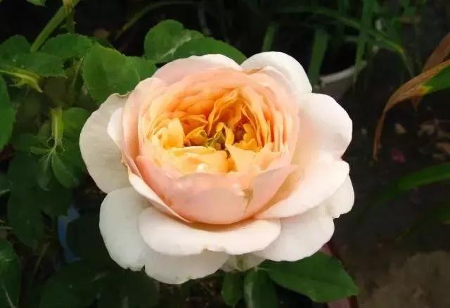 100种玫瑰花品种大全,玫瑰花有哪些品种大全