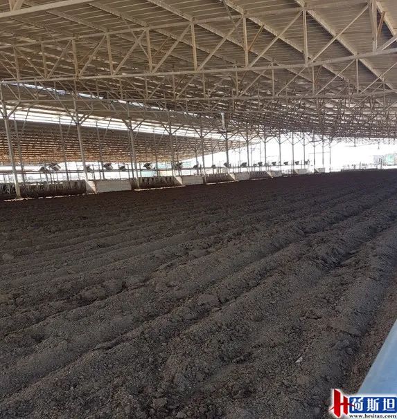 以色列实战经验：热应激管理4大关键点夏季疾病防控