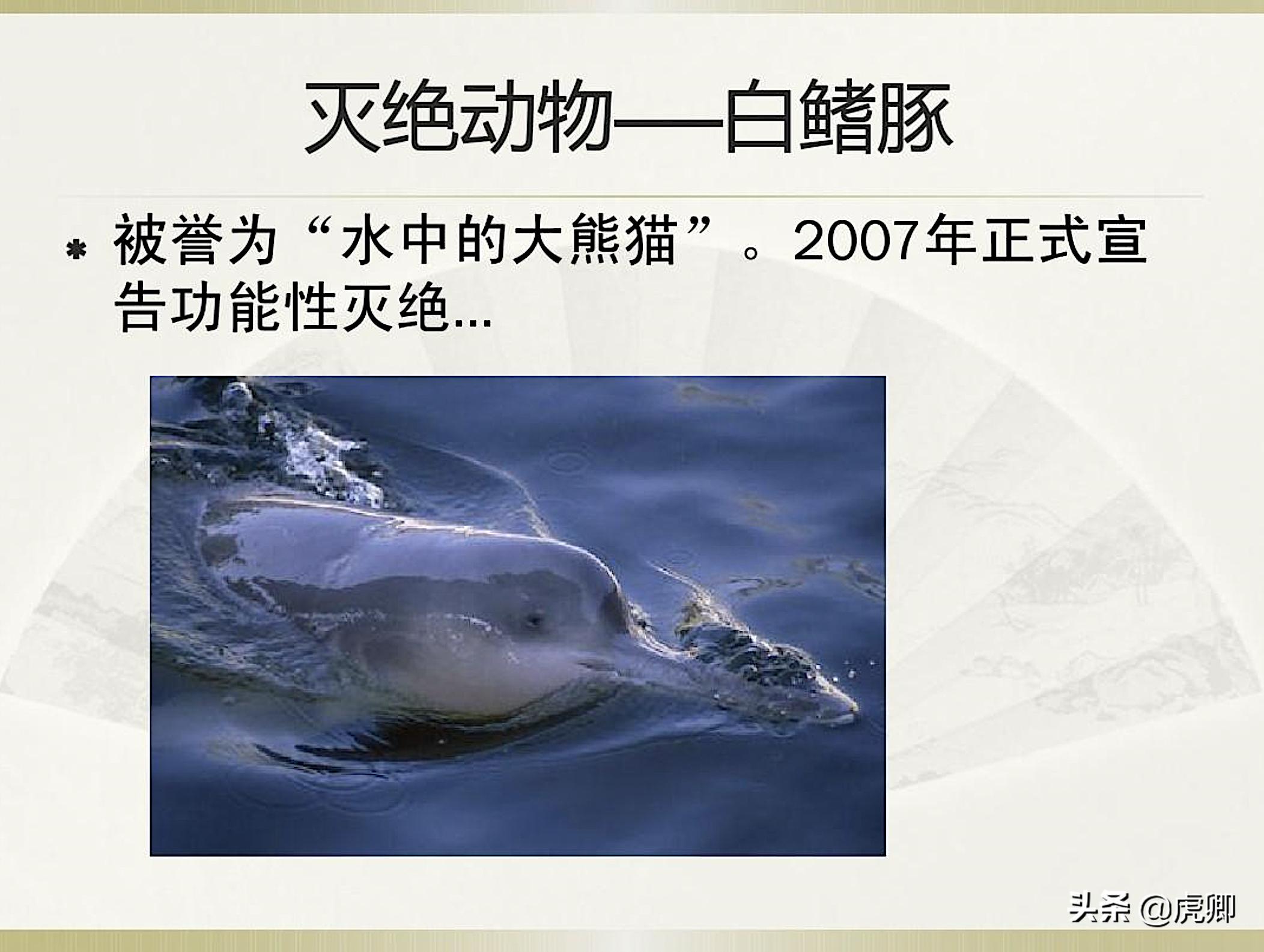 长江江豚死亡最新消息,今年长江江豚灭绝没