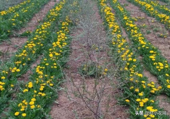 农村创业种植什么药材最好,农村创业做什么项目最好赚钱