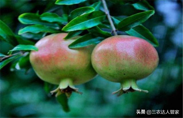 危害石榴的害虫,石榴景观树害虫有哪些