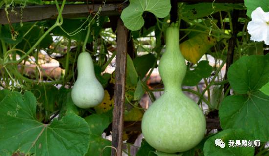 葫芦叶子长斑发黄枯萎怎么办