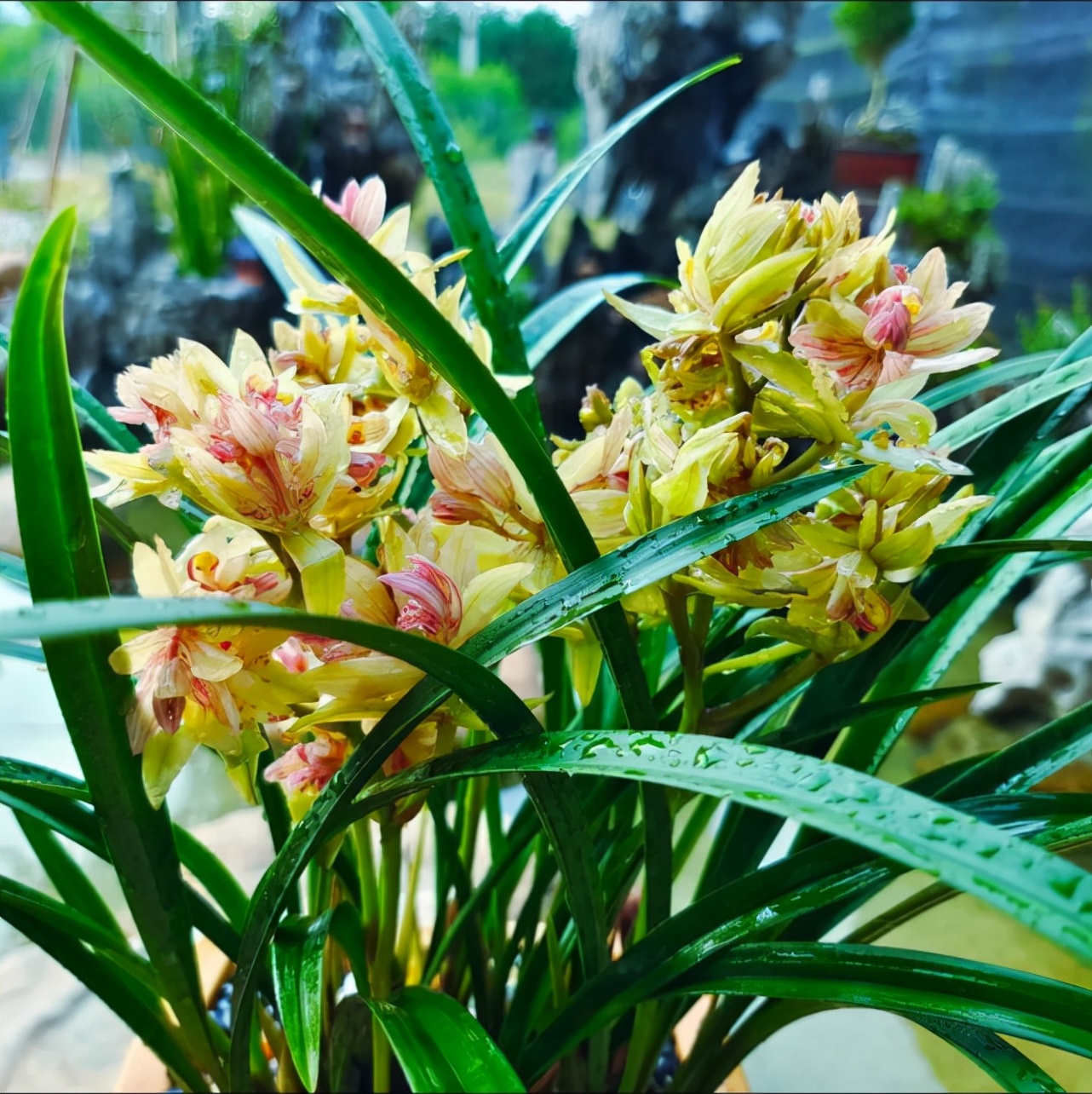 值钱的兰花和不值钱的兰花的区别,最贵的兰花价格多少钱一苗