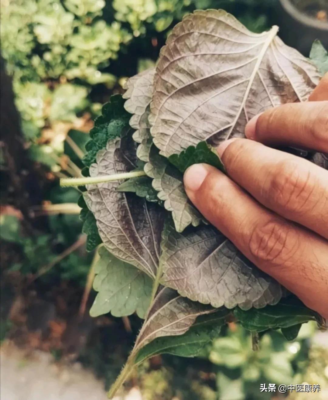 紫苏叶药食同源,药食同源紫苏叶