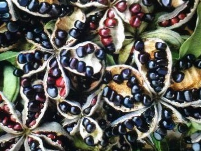 牡丹如何栽培视频教程,牡丹种植方法及养护