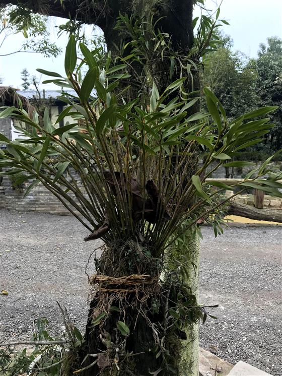 石斛生态园图片大全,重庆大足石斛基地