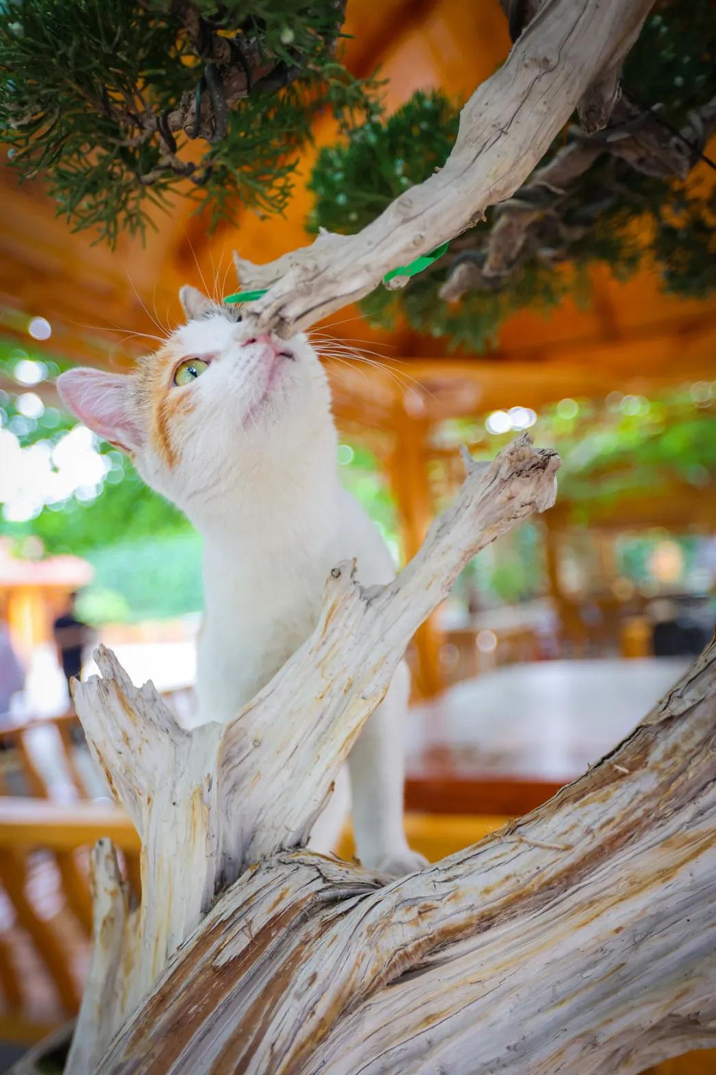 米麒麟：我掉缸怎么了？