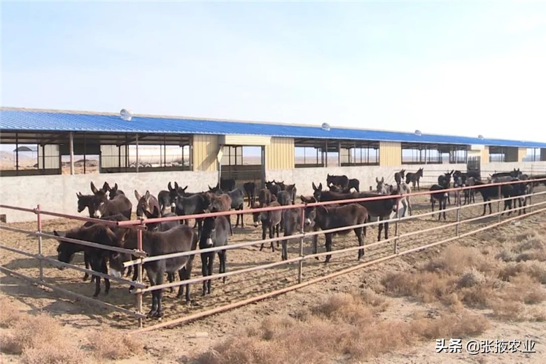 高台近郊休闲农业为民增收添动力,高台特色产业拓宽群众致富路