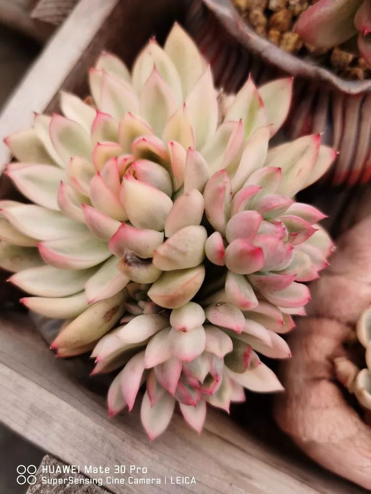 冬日如何更好地养多肉,冬天可以户外养护的多肉