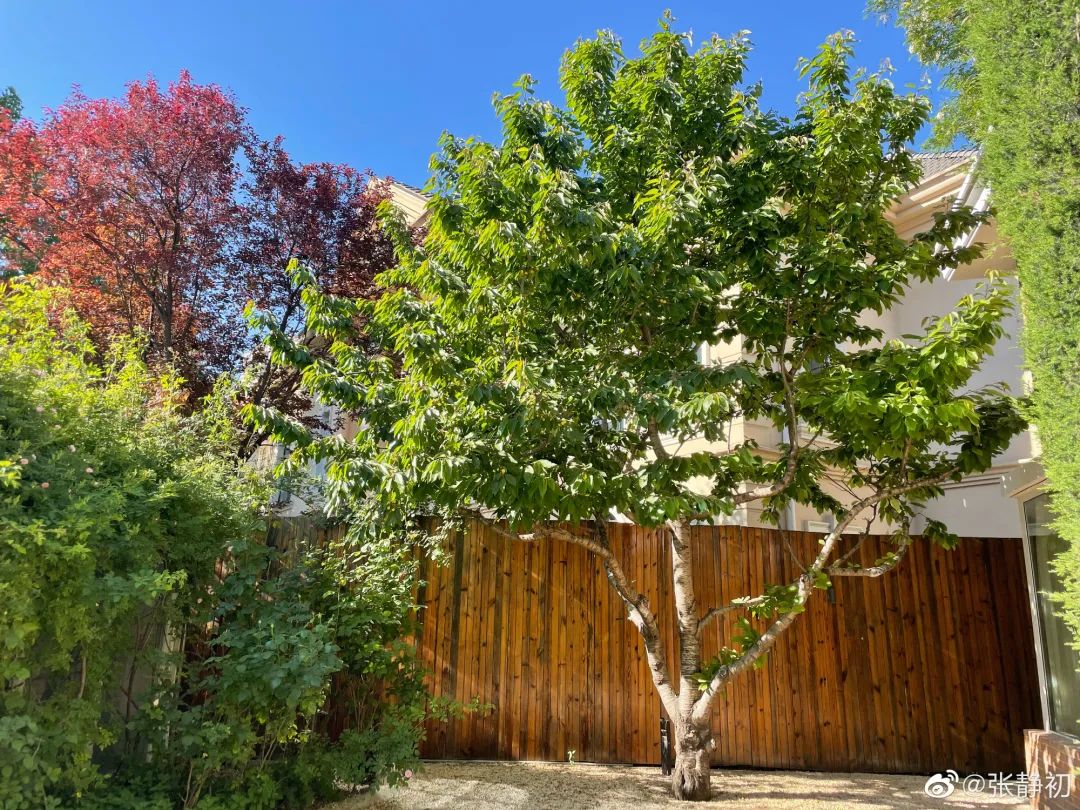 消失6年后,张静初单身生活首曝光!独居大House,与满屋破烂作伴