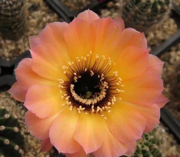 100种仙人球花图片,100种仙人球的品种视频