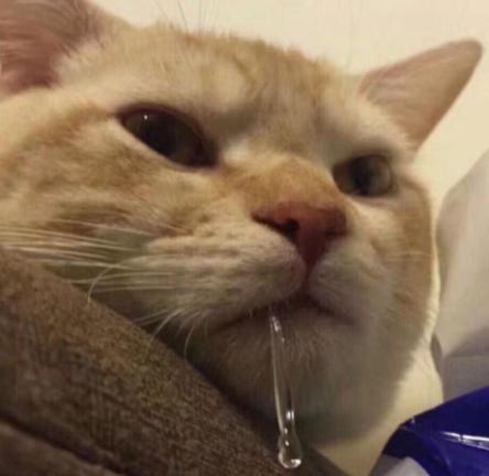 猫咪吃太咸的猫粮会怎么样,猫咪太咸