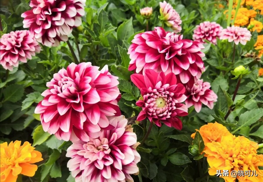 山东省十大人文旅游景点之一泰山,山东泰山西湖音乐喷泉