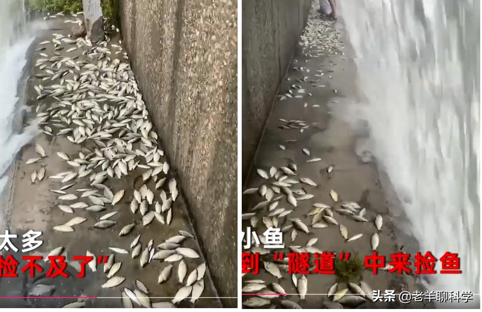 山东一水库泄洪引来数千人捞鱼,一大坝挖出大鱼