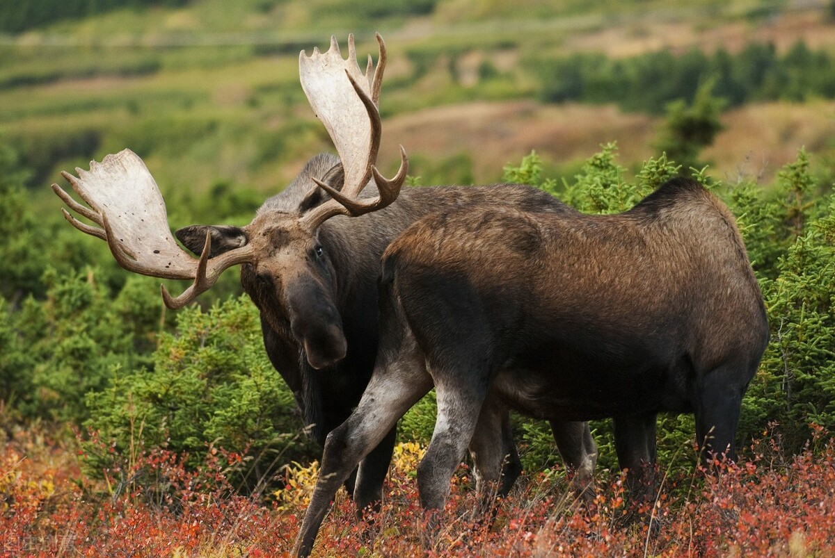 很多动物只在发情期交配，却很少听说得性病，两者有关吗？