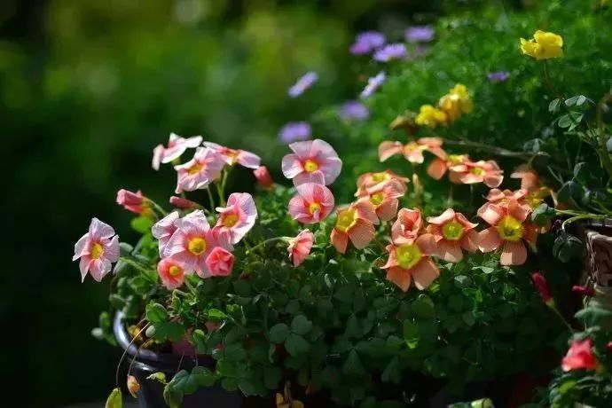 看到花的时候,不知是什么花?那就收下这份百花图谱