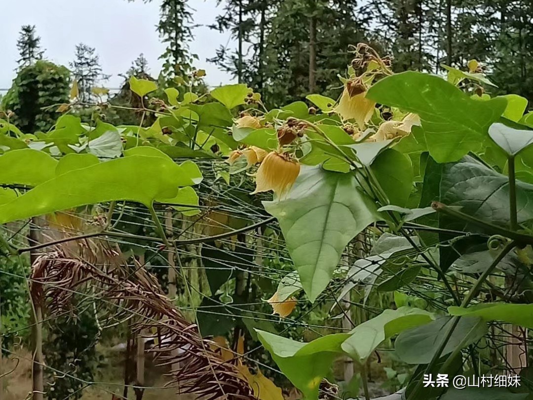 种植罗汉果，雌雄花期不相遇怎么办？先找到原因，解决办法在这里