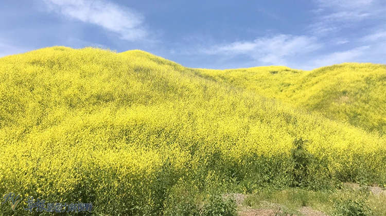 加州野花,加州野花的视频