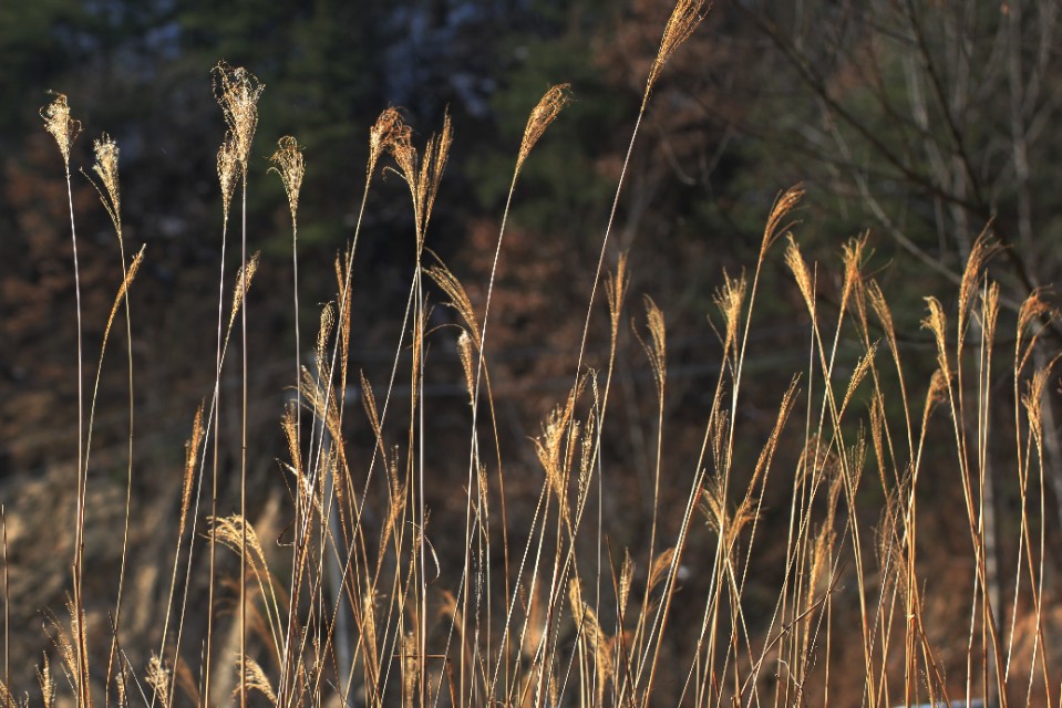 最美古文短篇100篇,一生必背10篇著名古文小学生