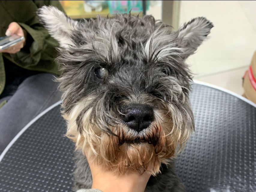 收破烂的大爷捡了一只哈士奇,收破烂的大叔捡到一个小孩