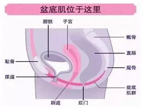 盆底康复仪器多少钱一台,盆底康复有哪些